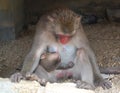 Breastfeeding monkey and baby Royalty Free Stock Photo
