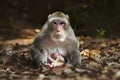 Breastfeeding Monkey Royalty Free Stock Photo