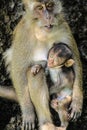 Breastfeeding of the monkey Royalty Free Stock Photo