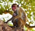 Breastfeeding Monkey Royalty Free Stock Photo