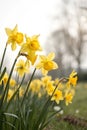 Breath of spring with yellow daffodils Royalty Free Stock Photo