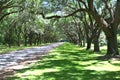 Wormsloe road with Live Oak Moss hanging from the trees Royalty Free Stock Photo