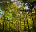 Breath-taking, peaceful forest trees with light golden hues of early autumn