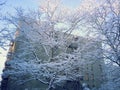 Breath taking snow covered trees