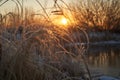 Breath of winter, first ice on the lake, dawn on a frosty morning with frost on the grass, close-up of frost, patterns on the Royalty Free Stock Photo