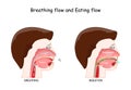 Breathing and Eating process