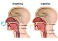 Breathing and Eating process medical 3d illustration on white background