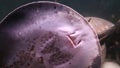 Breathing gills Stingray leopoldi on the sandy bottom of the aquarium, bottom view, potamotrygon leopoldi, Marine life,