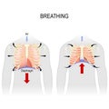 Breathing. Movement of ribcage during inspiration and expiration. diaphragm functions
