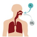 Breathing through the nose and exhaling through the mouth. Respiratory system Royalty Free Stock Photo
