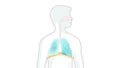 Breathing in and out. diaphragm functions in breathing.