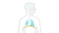 Breathing in and out. diaphragm functions in breathing.