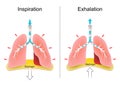 Breathing. Respiration, movements of the chest, lungs, and diaphragm