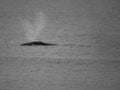 breathing whale on the ocean in brazil Royalty Free Stock Photo