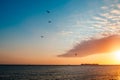 A breathless capture of the golden hour in Colonia Del Sacramento, Uruguay with a view to Rio De La Plata with birds flying Royalty Free Stock Photo