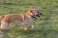 Breathless labrador on the meadow.