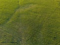 Aerial View: Golden Rows of Small Corn Crops on a Farm Field Royalty Free Stock Photo