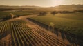 Sunlit Vineyard Haven: Aerial View of Wine Country created using generative AI