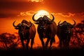 Breathtaking african landscape. magnificent sunset with buffaloes grazing in the golden savannah Royalty Free Stock Photo