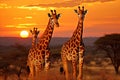 Breathtaking african safari. majestic giraffes gracefully roaming the savannah at sunset