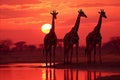 Breathtaking african savannah sunset showcasing diverse wildlife and warm golden sky hues
