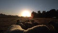 Winter sunrise over a farm landscape with sheep on grass fields and blue sky Royalty Free Stock Photo