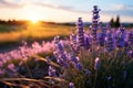 Breathtaking agriculture harvest panorama with blooming lavender field, lavandula angustifolia