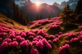 A breathtaking alpine meadow on a sunny summer day, where pink rhododendron flowers blanket the landscape