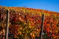 Breathtaking autumn landscape in the Mayschoss vineyards in sunshine Royalty Free Stock Photo