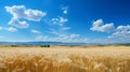 Wheat Field