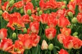 Breathtaking bed of colorful peach tulips in landscaped garden