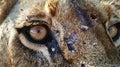 breathtaking closeup of wild male lion face and eyes in extreme detail, untamed beauty