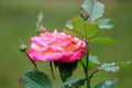 Breathtaking color in peach petals of rose in early morning light and rain drops, with green background of plant`s leaves beyond