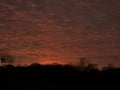 Breathtaking dramatic red sunset sky with fiery orange clouds over dark silhouette of leafless trees. Royalty Free Stock Photo
