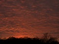 Breathtaking dramatic red sunset sky with fiery orange clouds over dark silhouette of leafless trees. Royalty Free Stock Photo