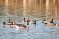 Dusk Delight: Ducks Gliding on the Lake in beautiful evening