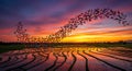 Vibrant Sunset with a Swarm of Butterflies Over Terraced Rice Fields Royalty Free Stock Photo