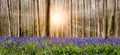 Breathtaking floral carpet with blue flowering bluebells and beautiful sun rays between the tree trunks in the most famous forest