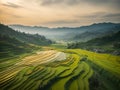 Breathtaking Harmony: Paddy Fields at the Foothills