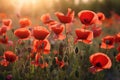 A field of red poppies in the warm morning light for ANZAC day. Generative AI