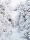 A Stunning Winter Wonderland: Explore the Beauty of a Snowy Stream in the Serene Woods Royalty Free Stock Photo