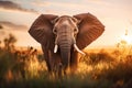 Majestic African Elephant at Sunset in the Wild, AI Generated