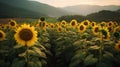 Sunflower field with mountains in background Royalty Free Stock Photo