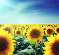 A view of a sunflower field.