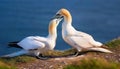 Northern Gannet Courtship on Helgoland Island A Majestic Pair in Flight Against a Steely German Sky, Capturing the Essence of Wild Royalty Free Stock Photo