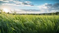 Spectacular Grass Scenery: Finely Detailed Cinematic Photography With Canon Eos Rebel T7