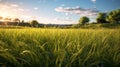 Hyper-realistic Grass Scene With Sunset: Swiss Realism In Ue5