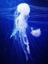 The breathtaking luminescent underwater jellyfish. Royalty Free Stock Photo