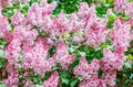 Breathtaking lush lilac flowers in sunlight