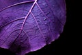 Breathtaking Macro purple leaf water drops. Generate Ai Royalty Free Stock Photo